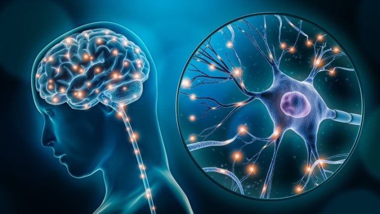 nervous system regulation